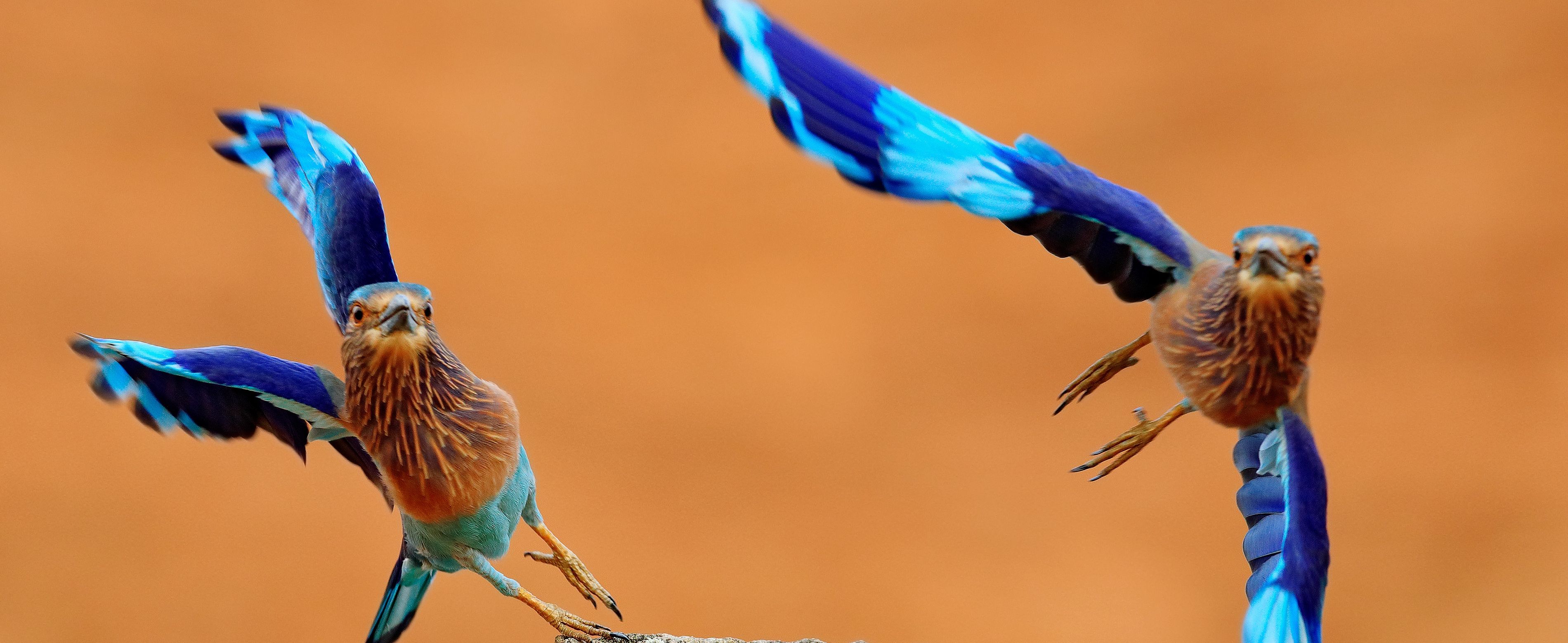 Cropped-for-banner-Indian-rollers-Shutterstock-compressor