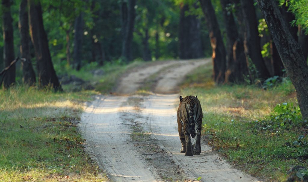 The Value of Wildlife Tourism to Conservation and Communities in 4 tiger reserves in Madhya Pradesh