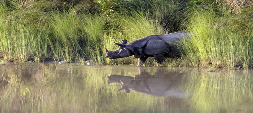 Bardia National Park - TOFTigers