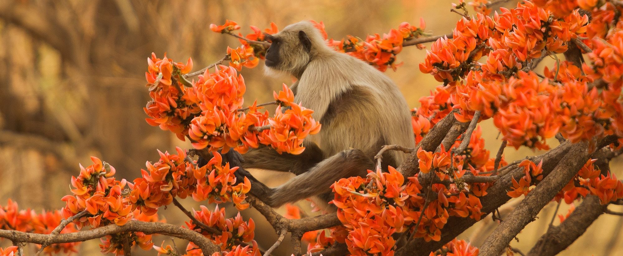 Cropped-for-banner---Langur_on_flame_of_Forest_tree-Atul-Dhamanker-compressor