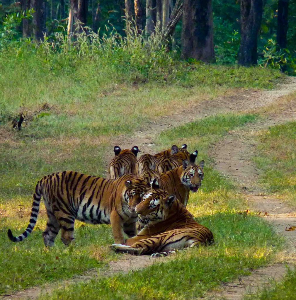 TIGERS CENSUS NUMBERS UP : TIGERS NOW WORTH FAR MORE ALIVE THAN DEAD