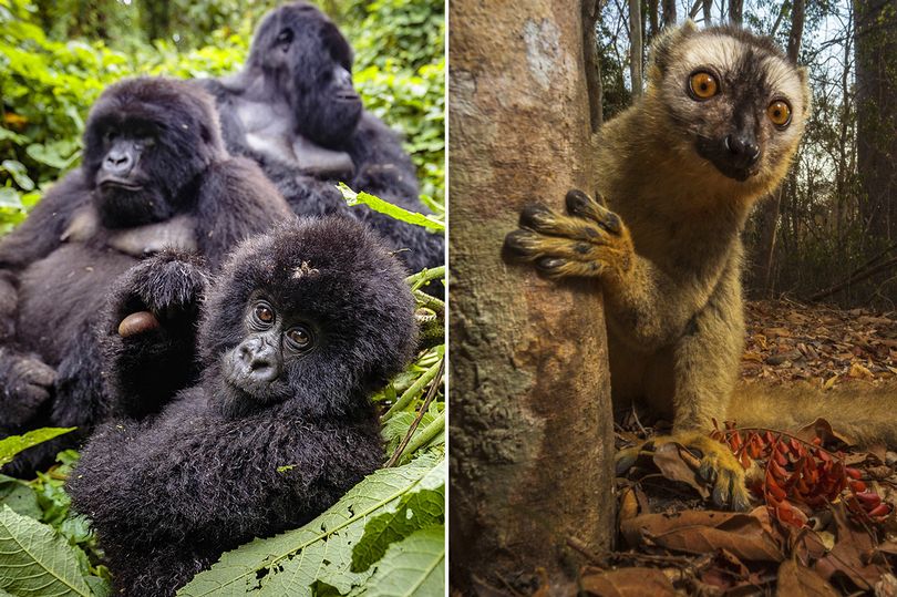 LEADING CONSERVATIONIST ADMITS – NATURE TOURISM BEST HOPE FOR PRIMATES