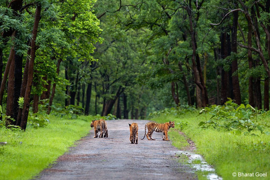 Know TOFTigers PUG Lodges in the Tadoba National Park: