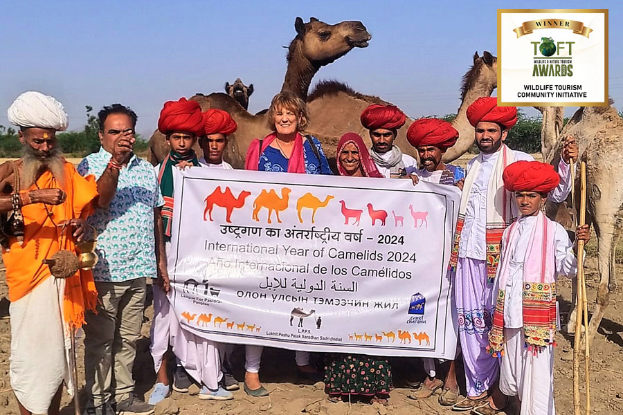 Godwar Raika Camel Breeders (Camel Charisma) - Rajasthan